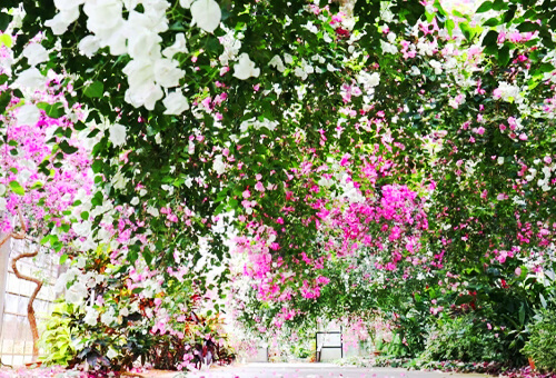 熱帯の花々に囲まれる癒しのひとときを